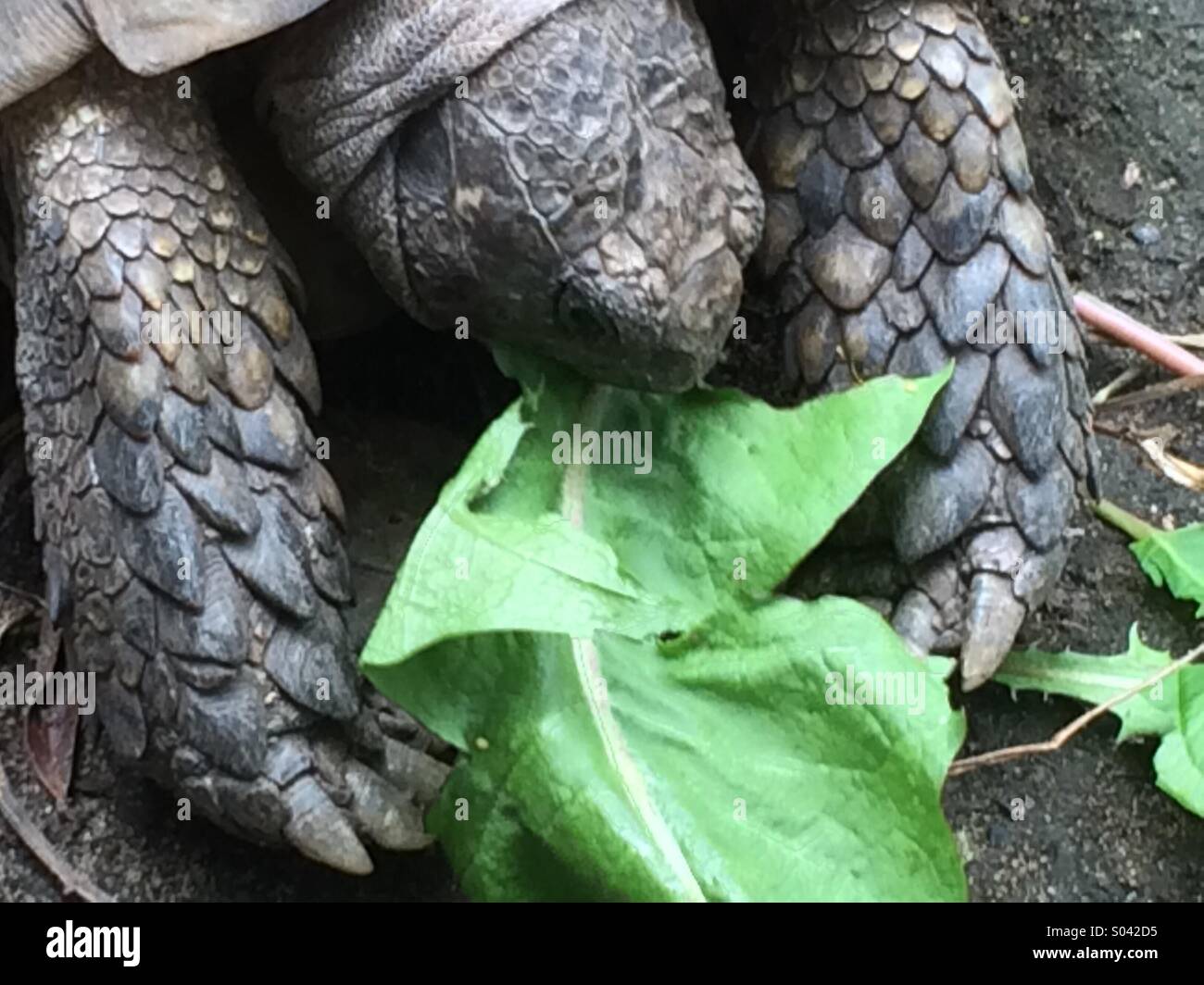 Tortoise eating a dandelion leaf Stock Photo Alamy