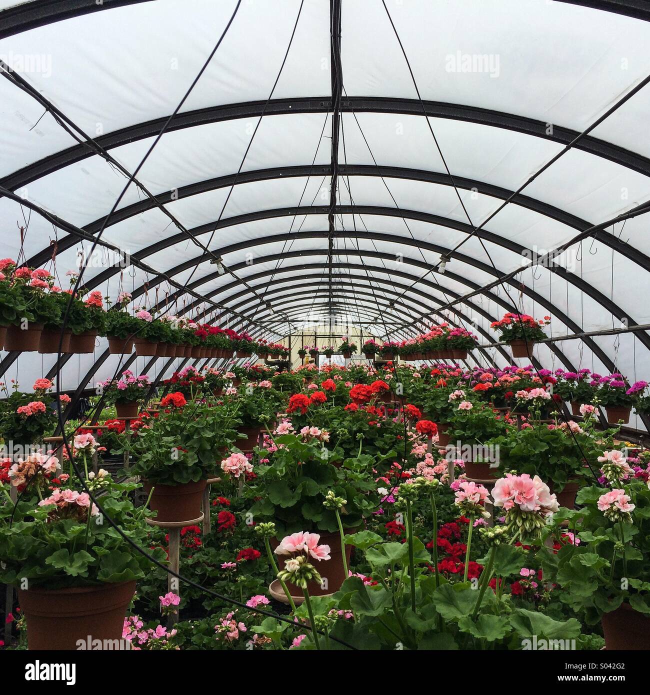 Plants greenhouse light hi-res stock photography and images - Alamy