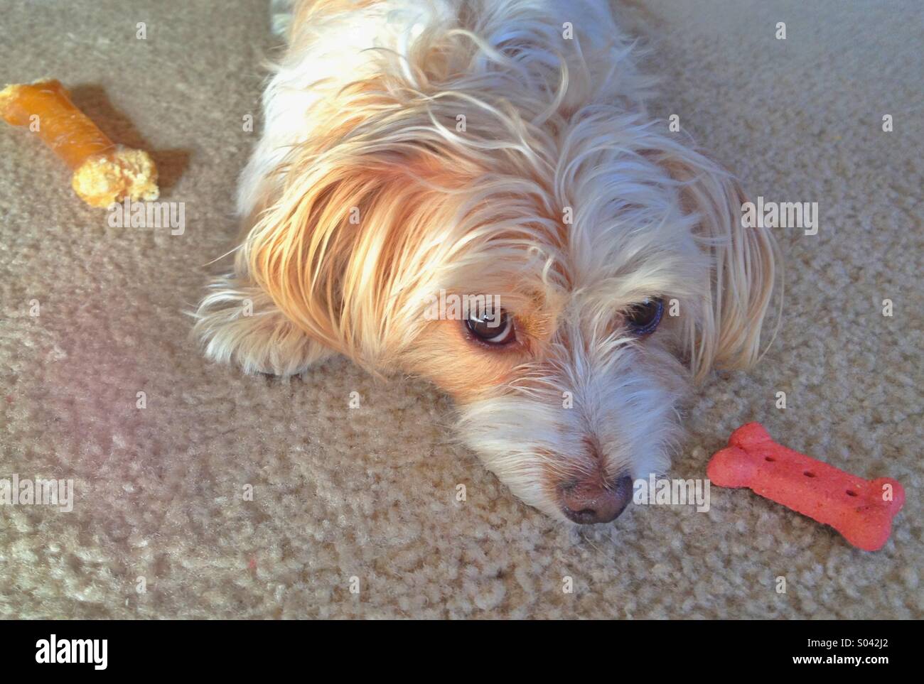 Puppy dog deciding between two bones Stock Photo