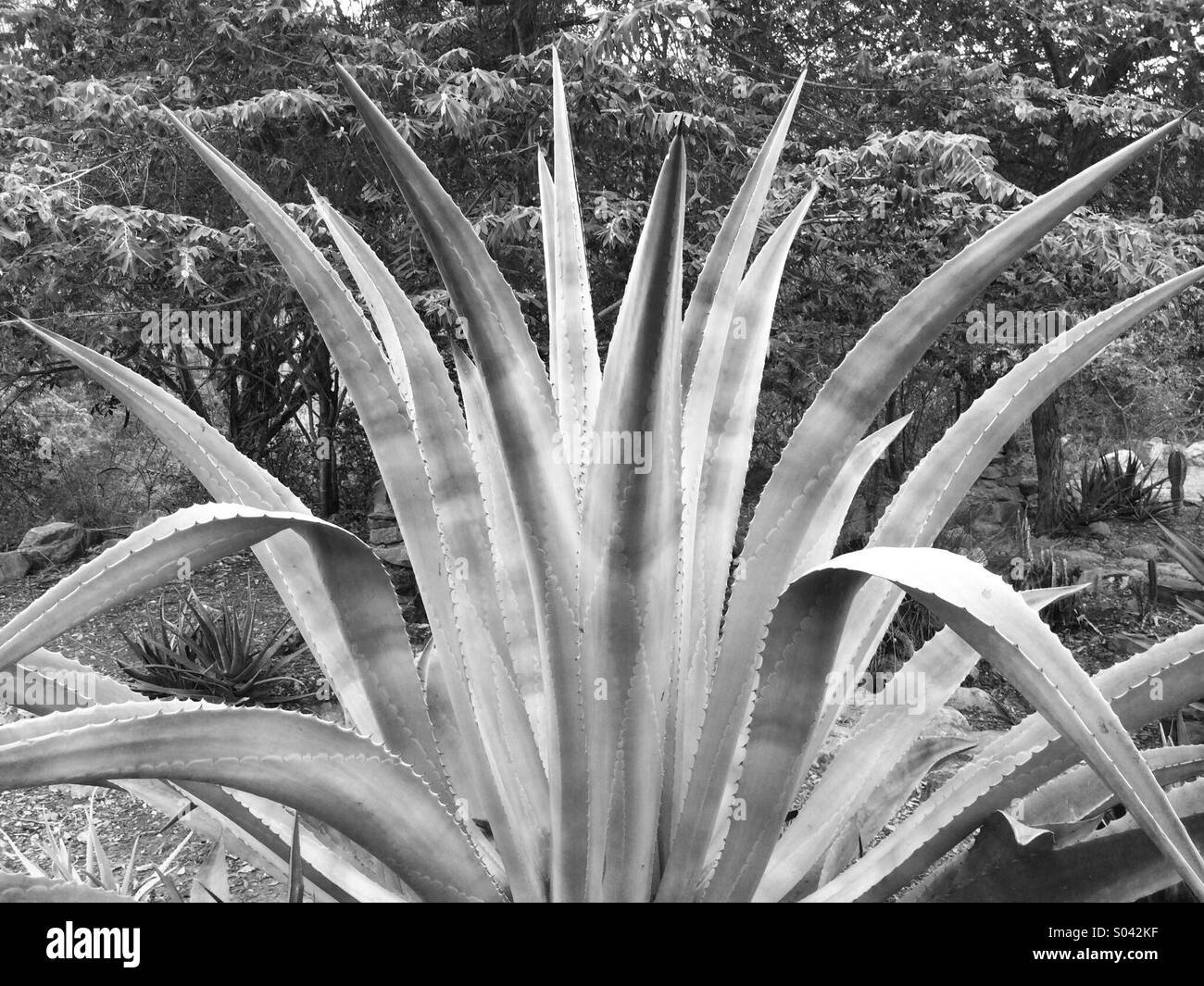 Agave plant, black and white, northern Peru Stock Photo