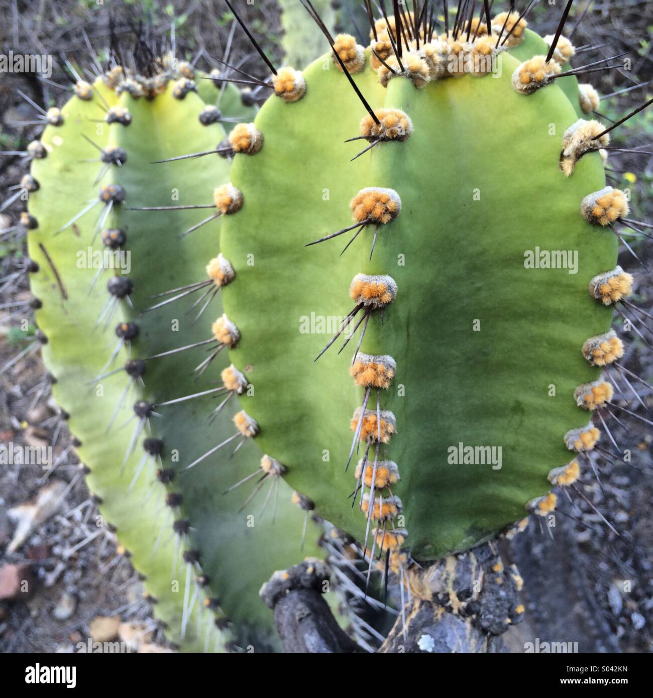 Cactus detail, Chaparri Reserve, northern Peru - Smartphone Captured Stock Image