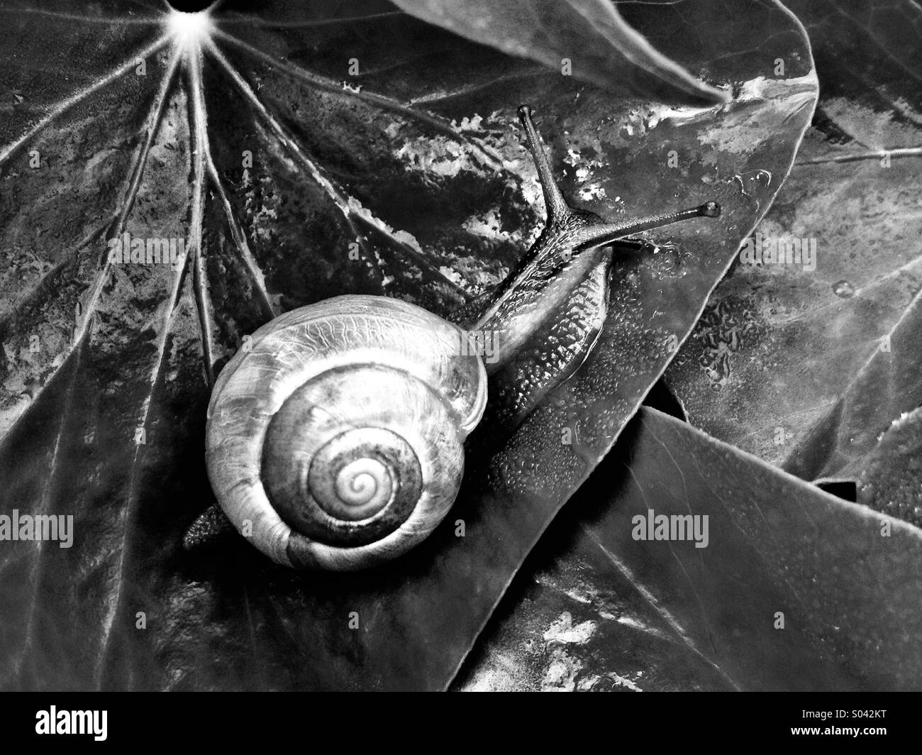 Snail art - Smartphone Captured Stock Image
