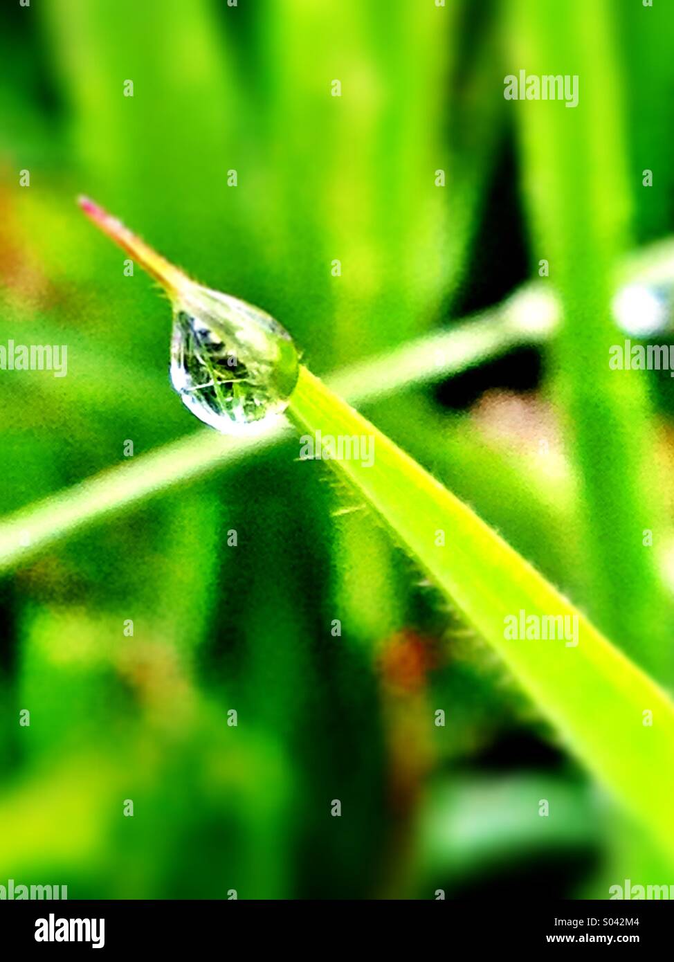 Dewdrop on blade of grass Stock Photo