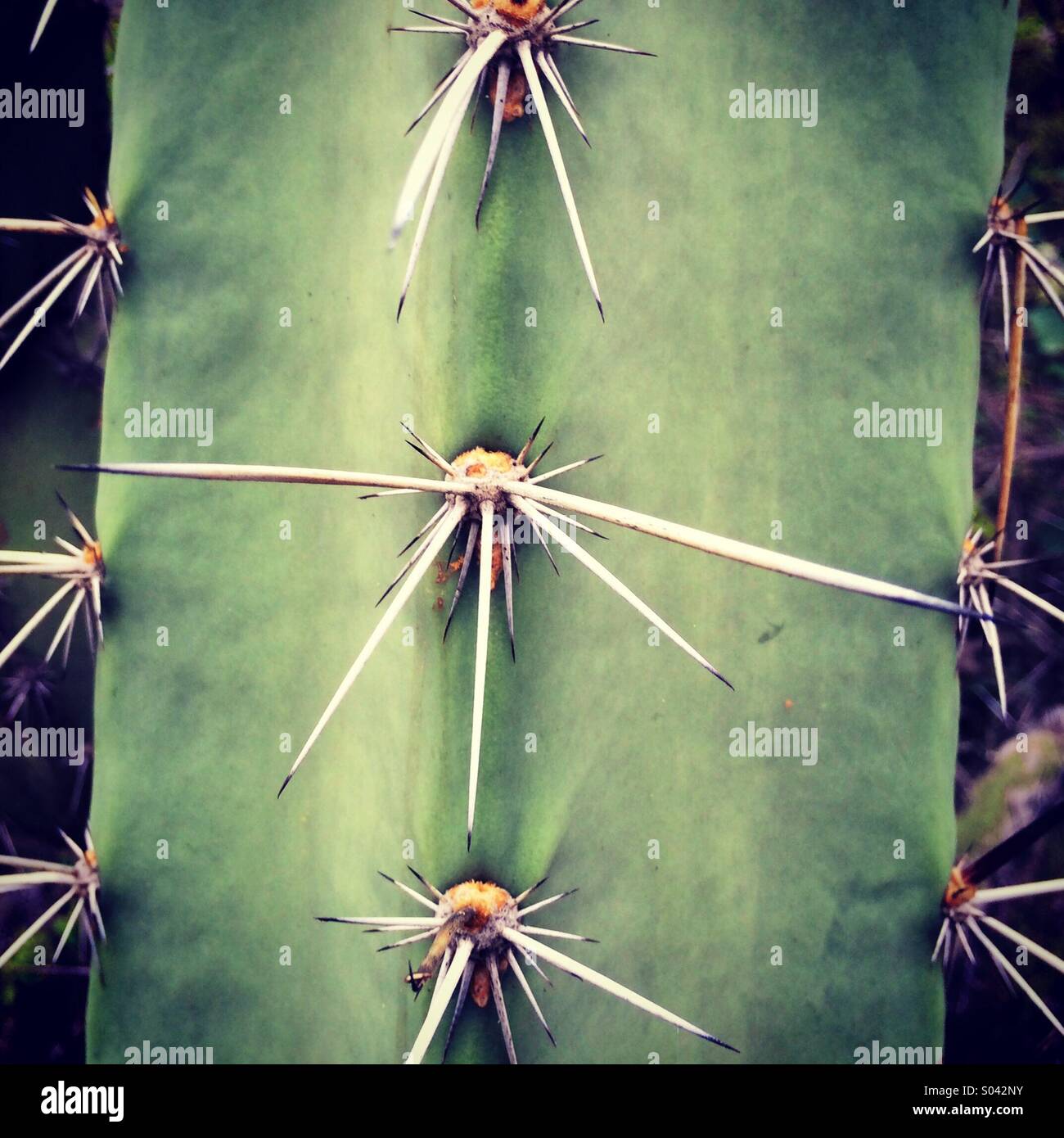 Cactus spines, detail, Chaparri Reserve, Peru Stock Photo