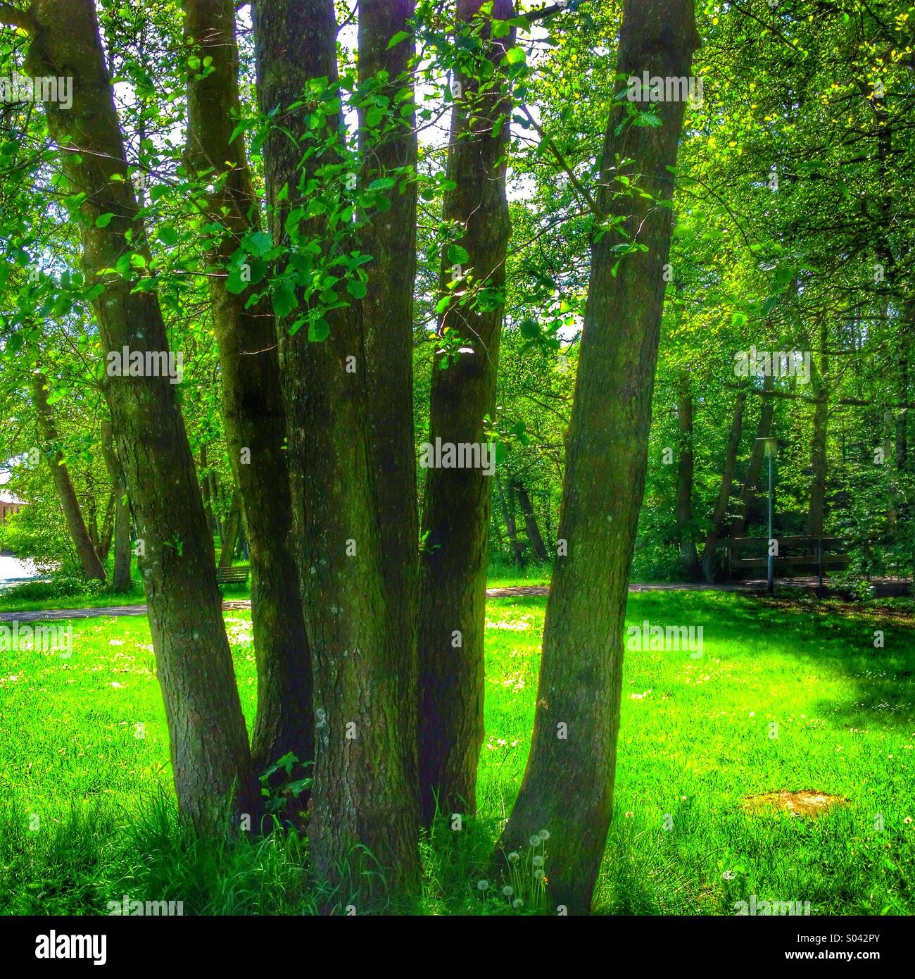 Tree trees grass hi-res stock photography and images - Alamy