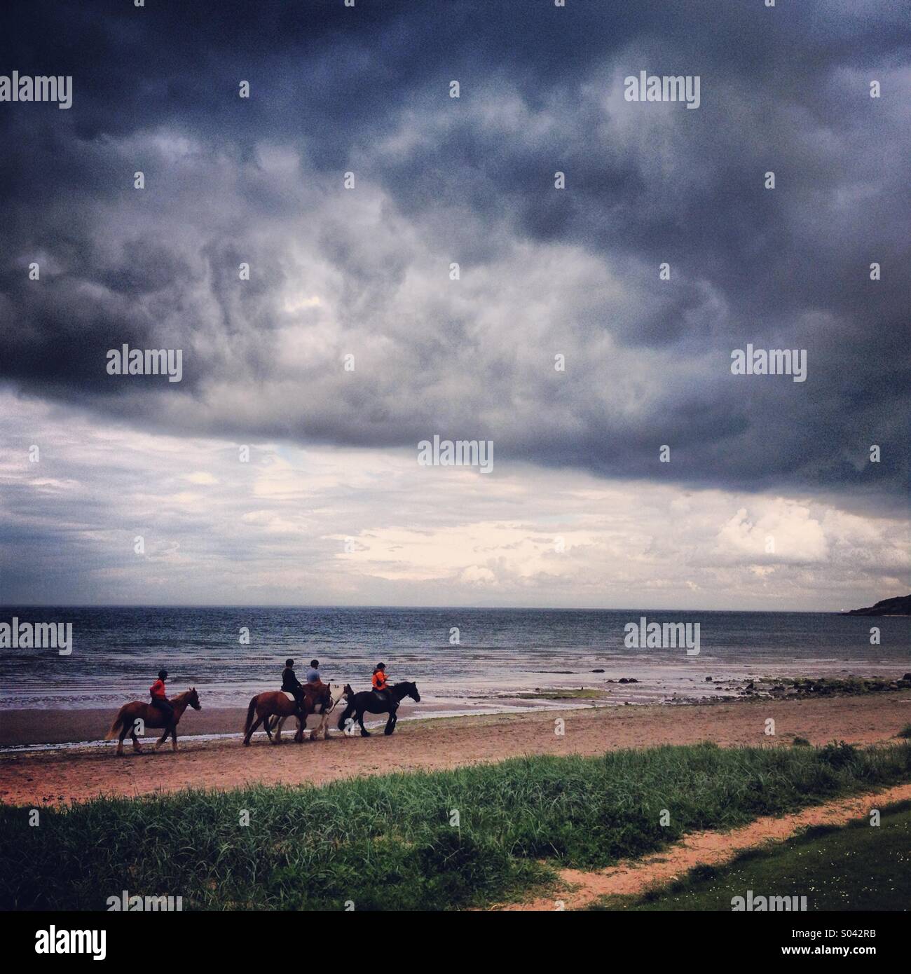 Horses on Maidens Beach, Ayrshire, Scotland. Stock Photo