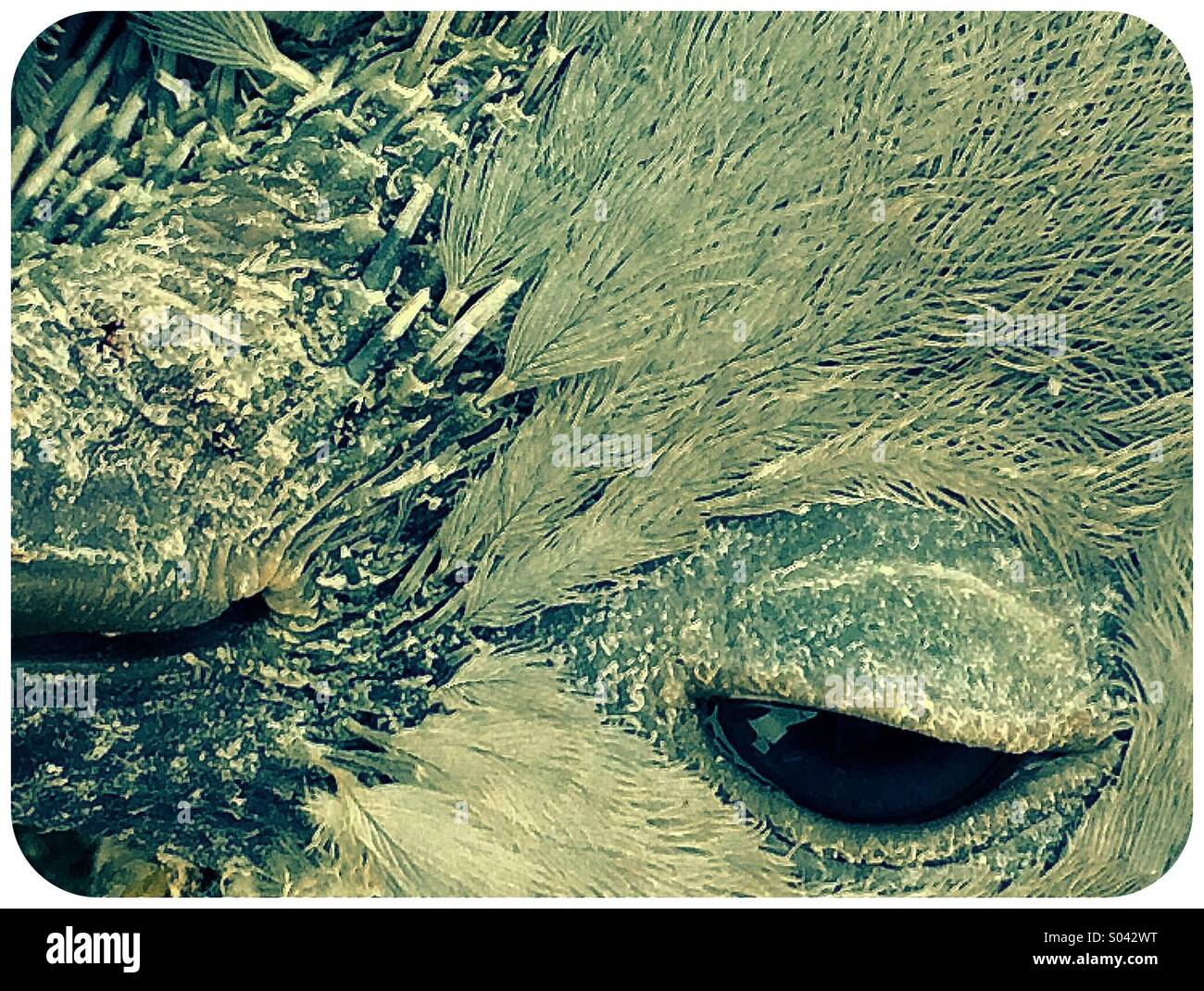 Close up of dead pigeon with eye open - Smartphone Captured Stock Image