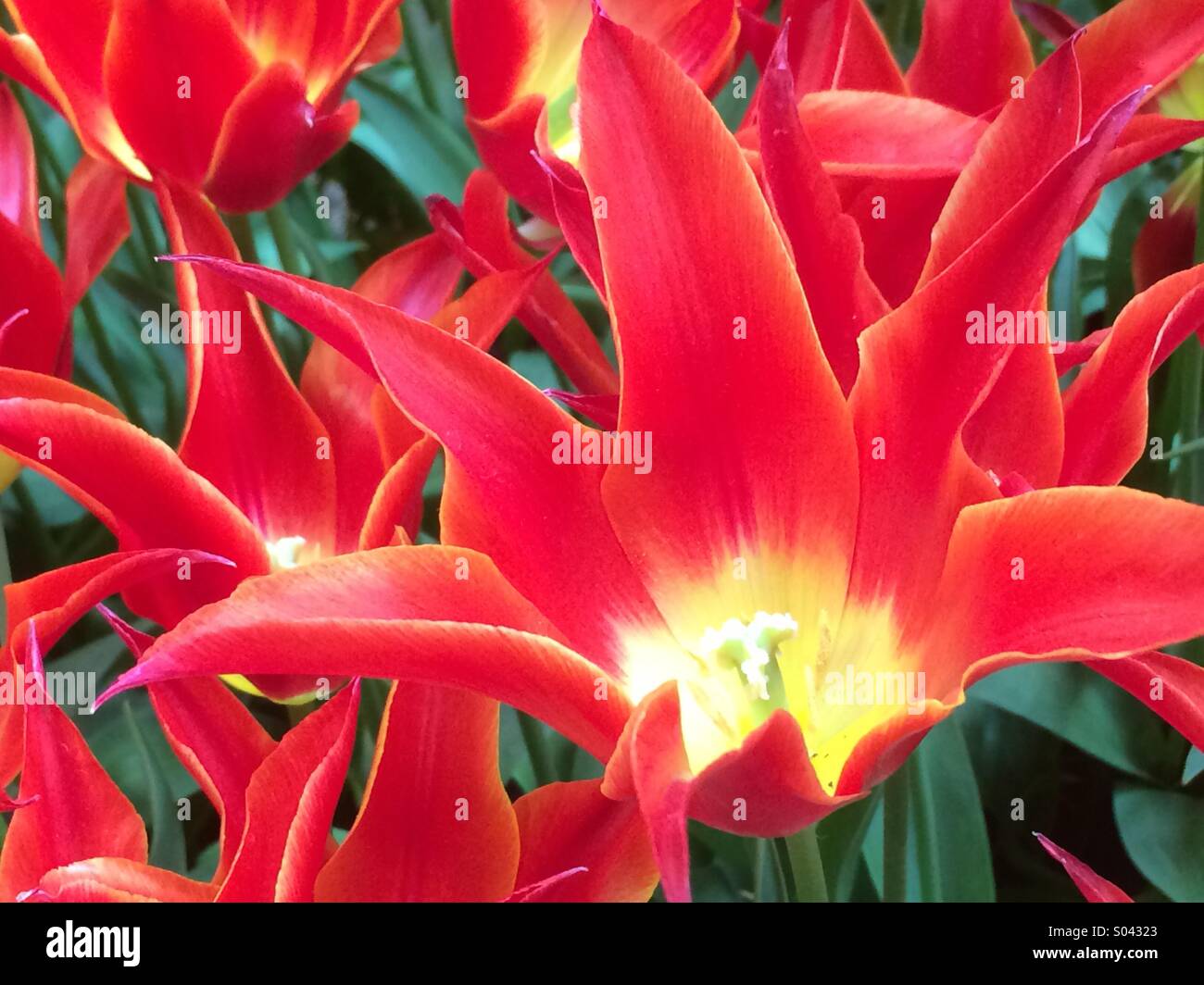 Tulips from Harrogate Flower Show Stock Photo