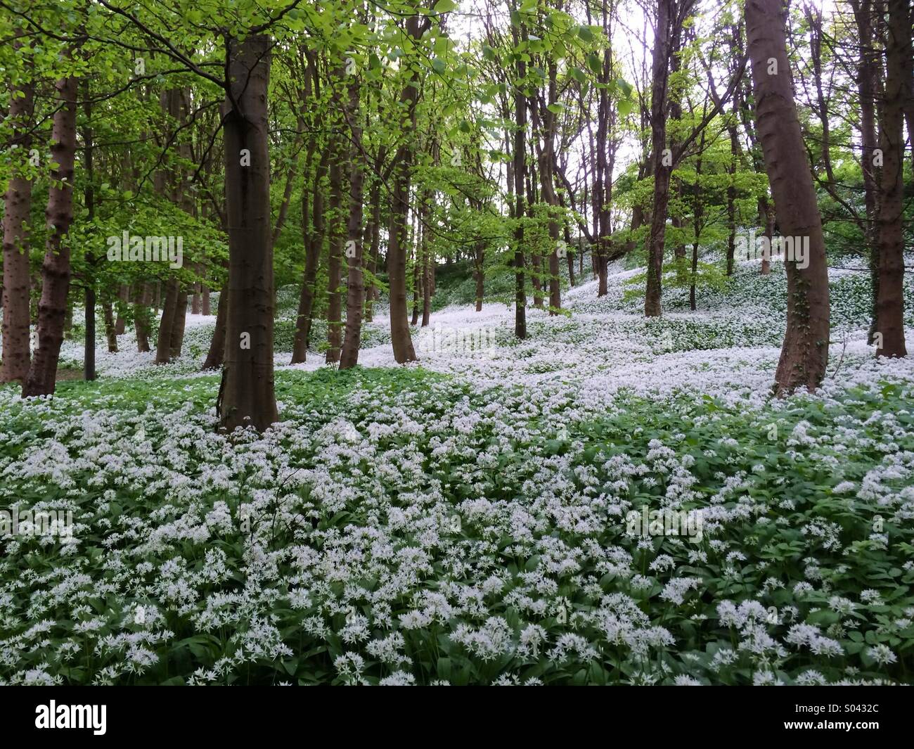 Scented wood of wild garlic flowers Stock Photo Alamy