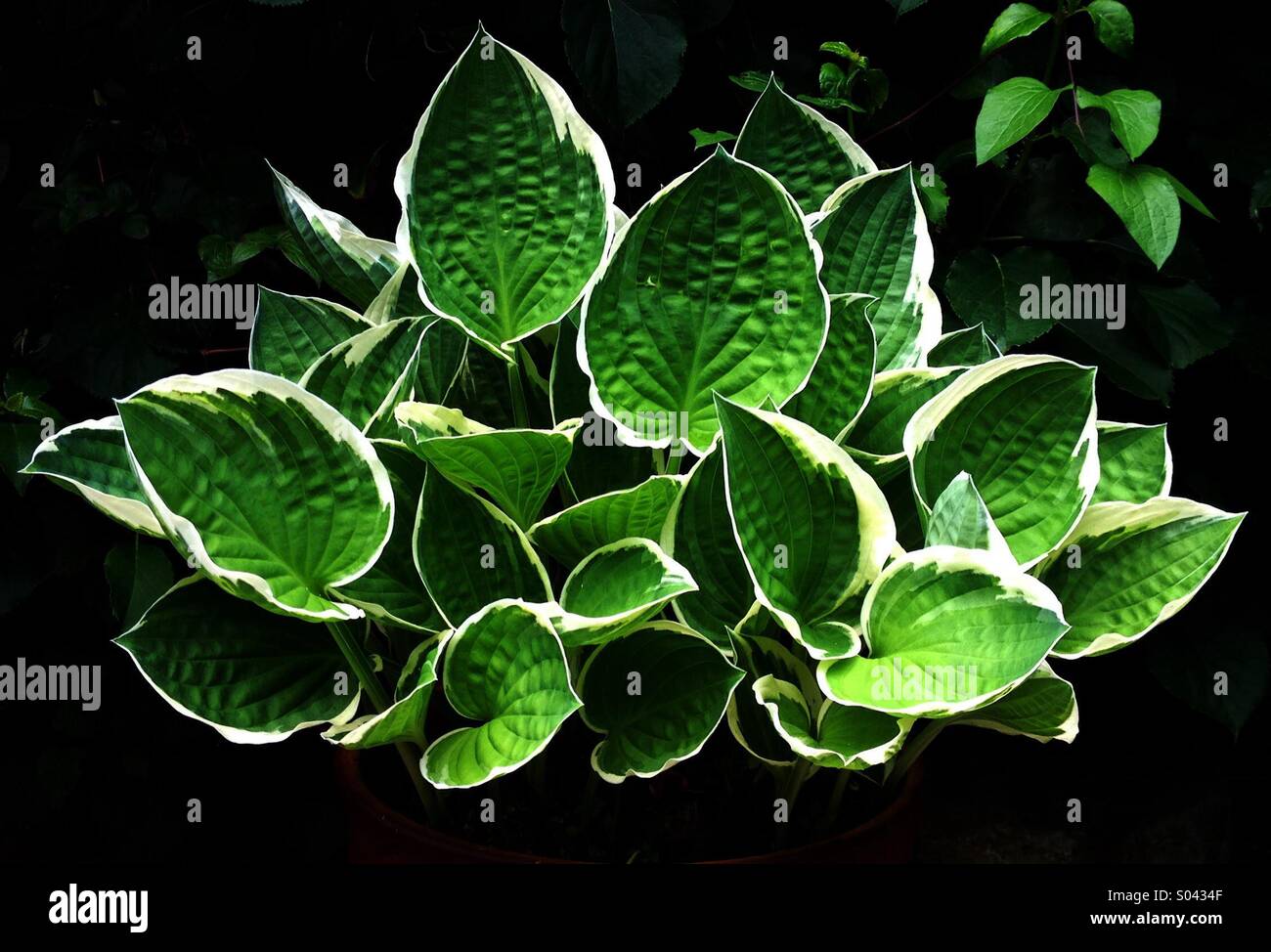 Hosta - Smartphone Captured Stock Image