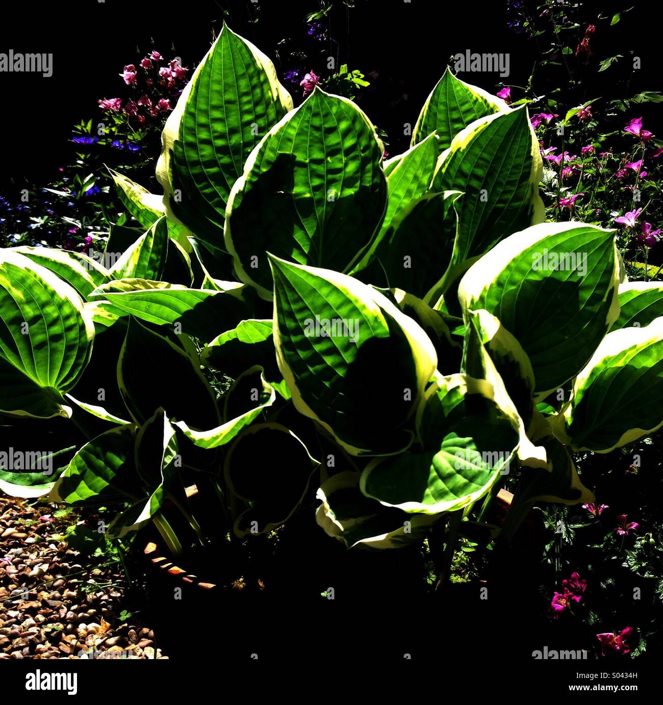 Hosta - Smartphone Captured Stock Image