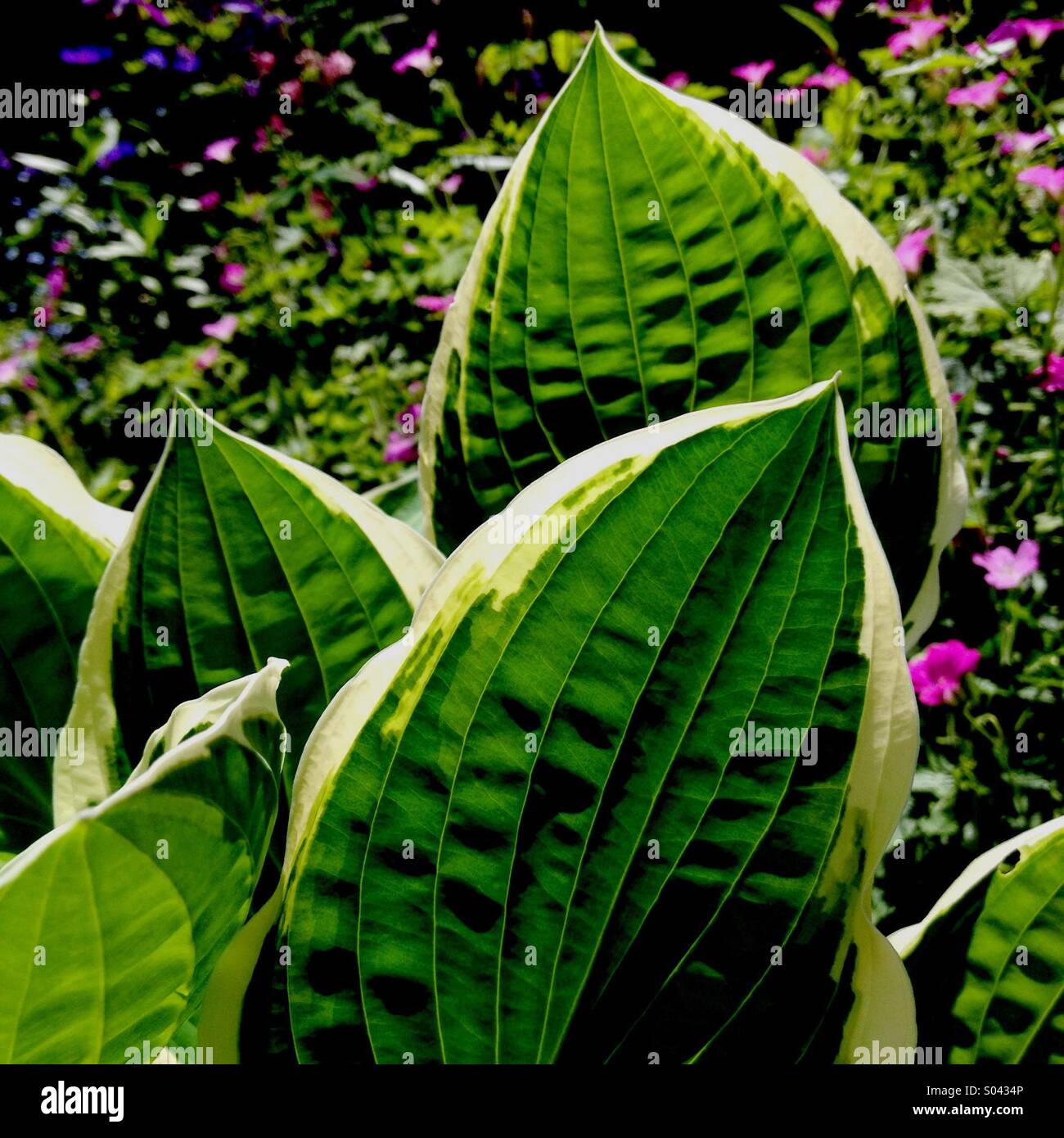 Hosta - Smartphone Captured Stock Image