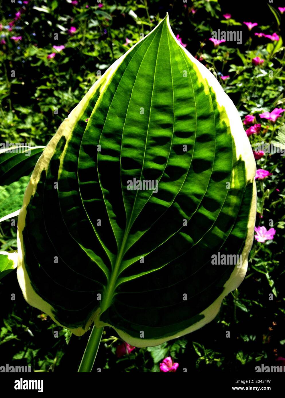 Hosta Leaf - Smartphone Captured Stock Image