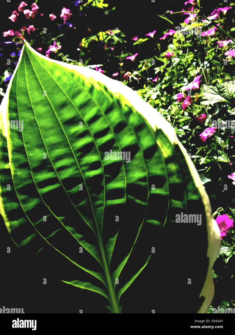 Hosta Leaf Stock Photo