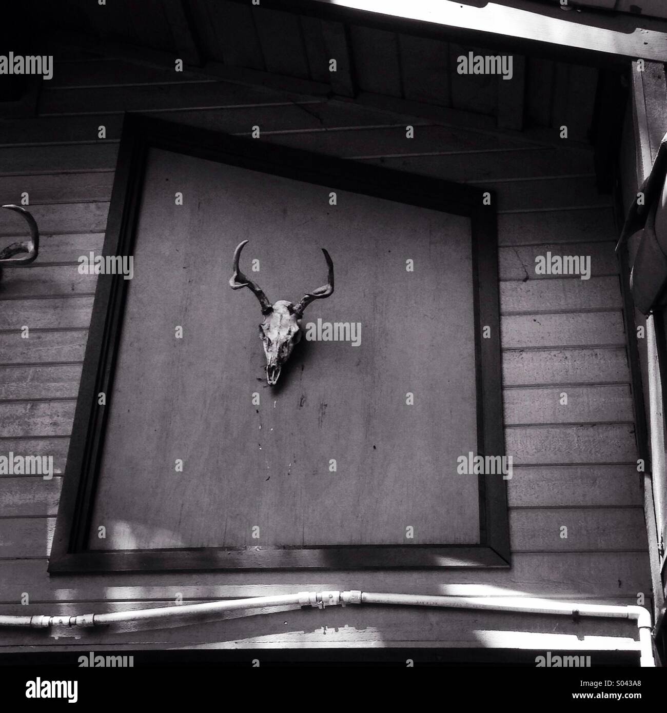 Deer Skull on a Frame House Stock Photo