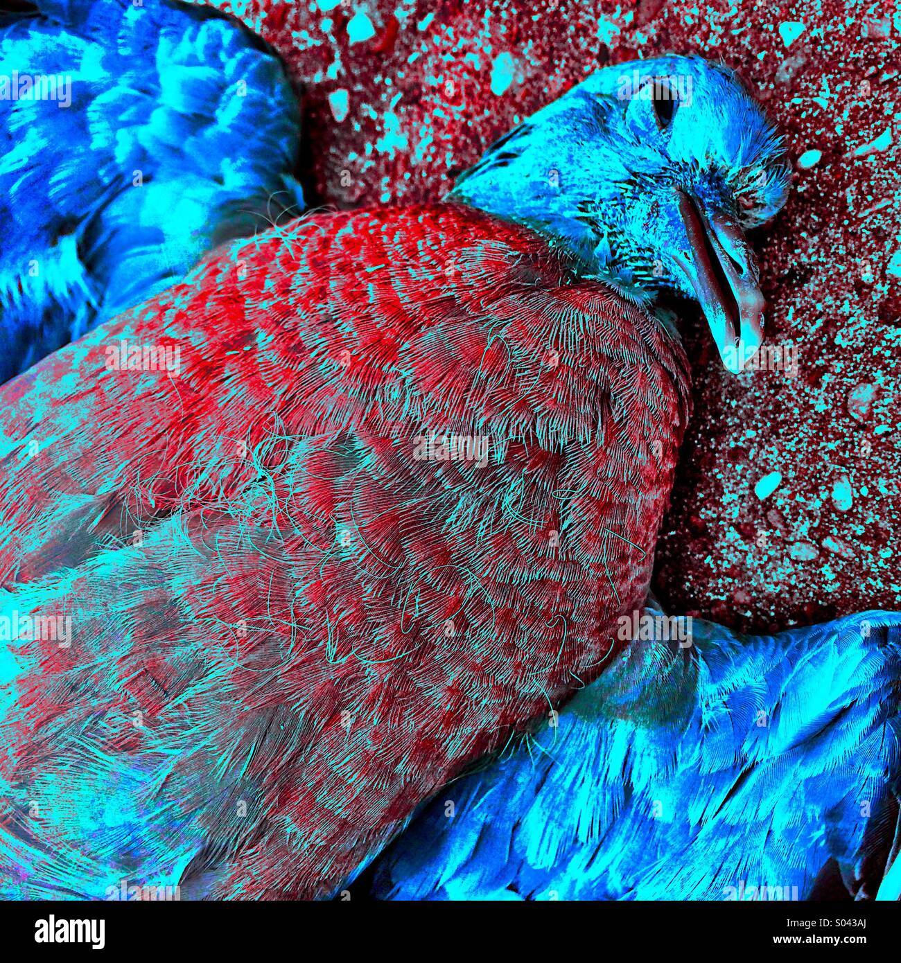 Colourful dead pigeon - Smartphone Captured Stock Image