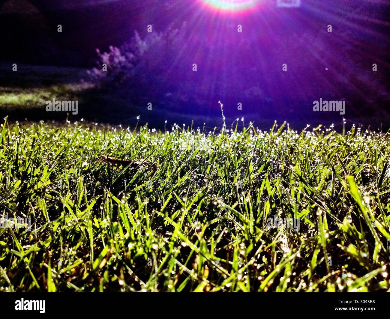 Morning dew - Smartphone Captured Stock Image