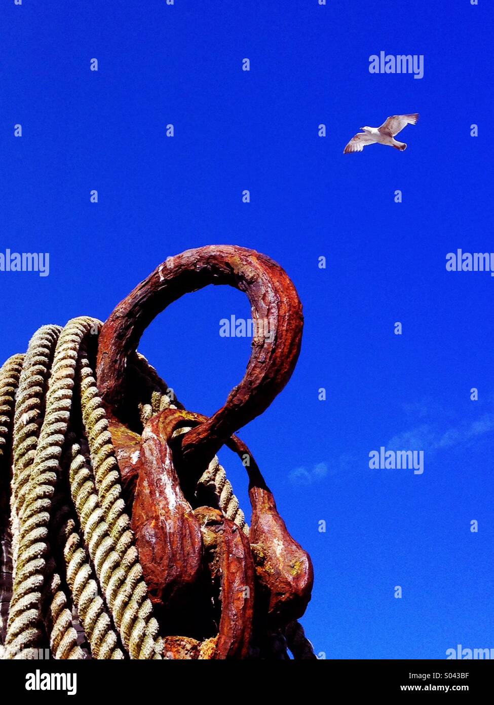 Fishing port seagull - Smartphone Captured Stock Image