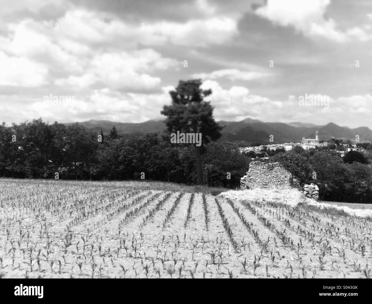 crop field Stock Photo