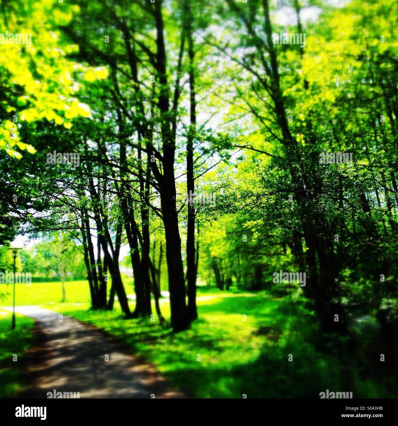 Tree trees grass hi-res stock photography and images - Alamy