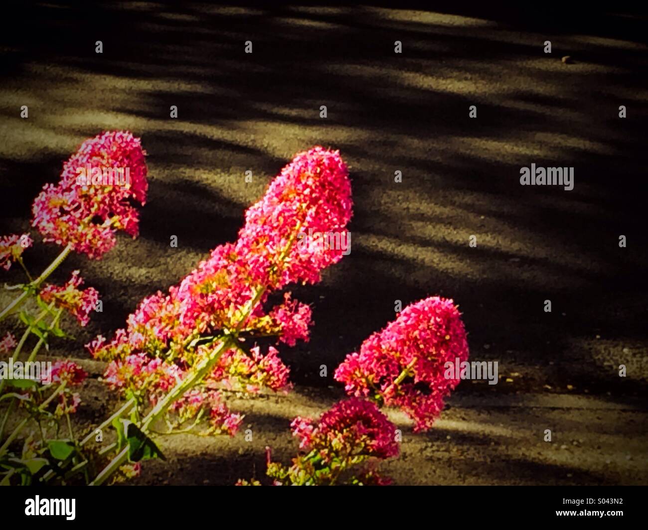 Valarium in bloom Stock Photo