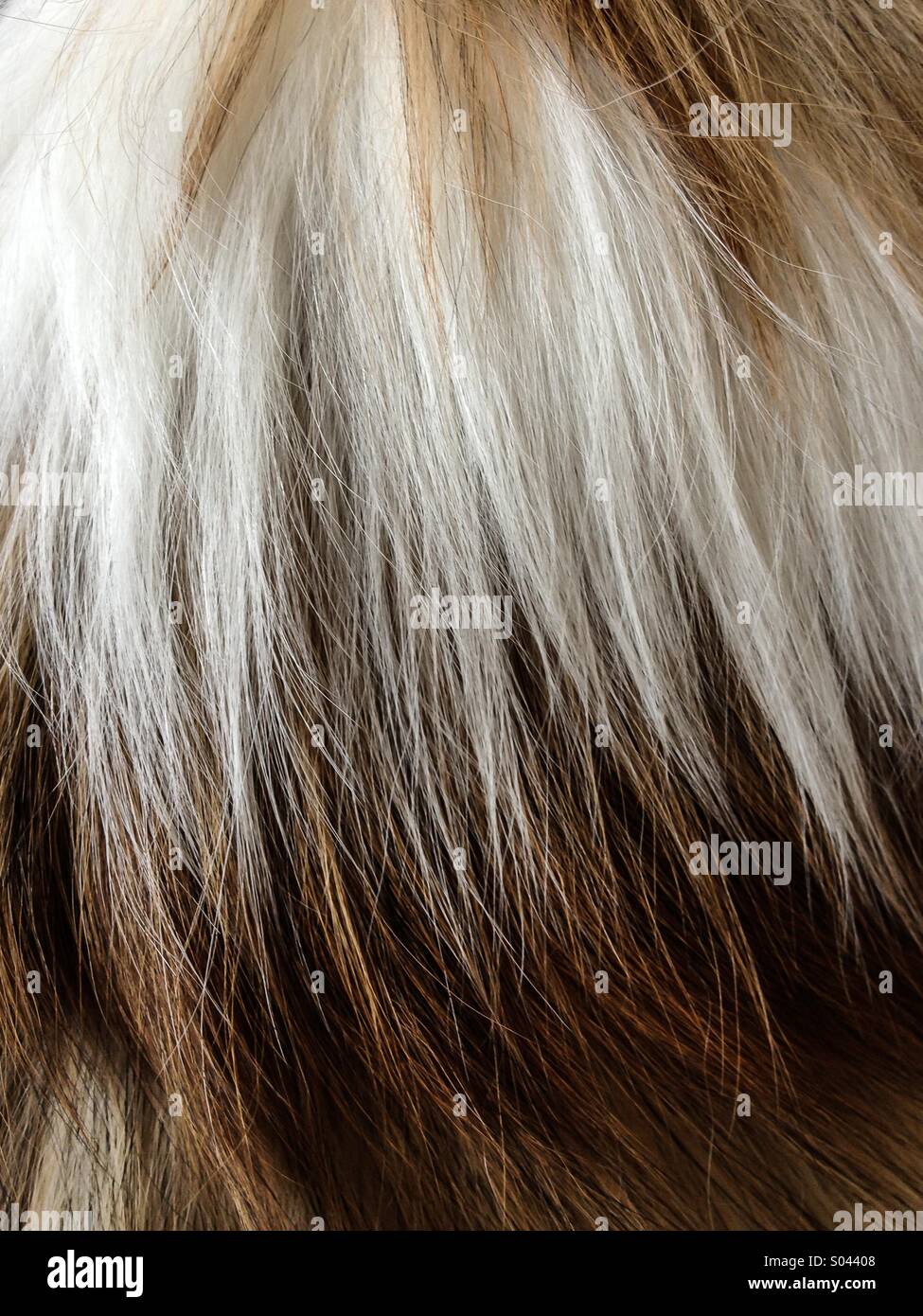 Dog hair - Smartphone Captured Stock Image