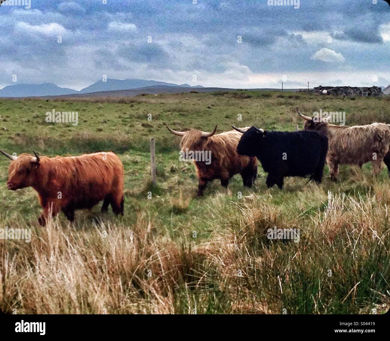 Highland cattle walking beside the road on Uist. - Smartphone Captured Stock Image