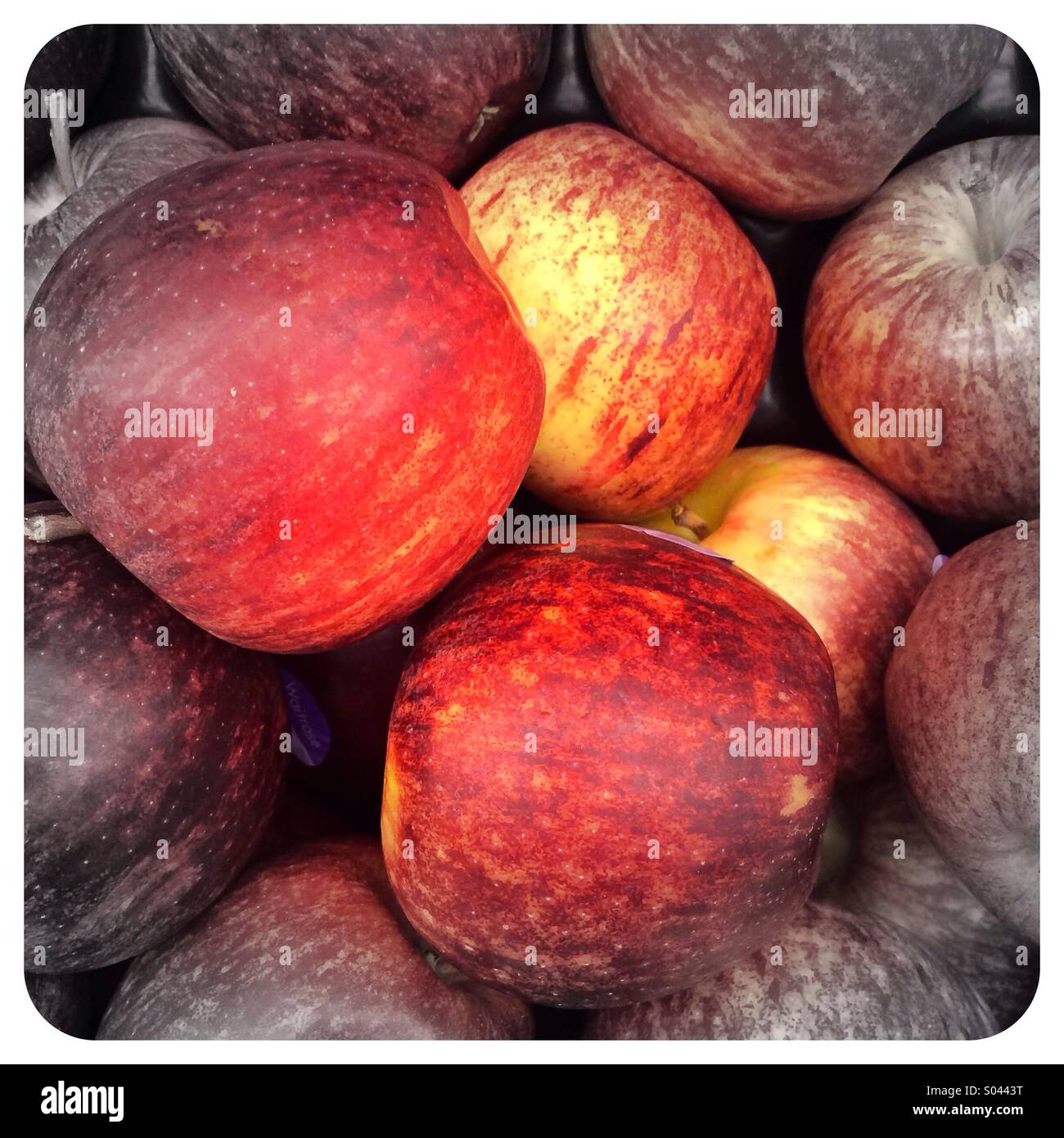 Gala apples UK Stock Photo Alamy
