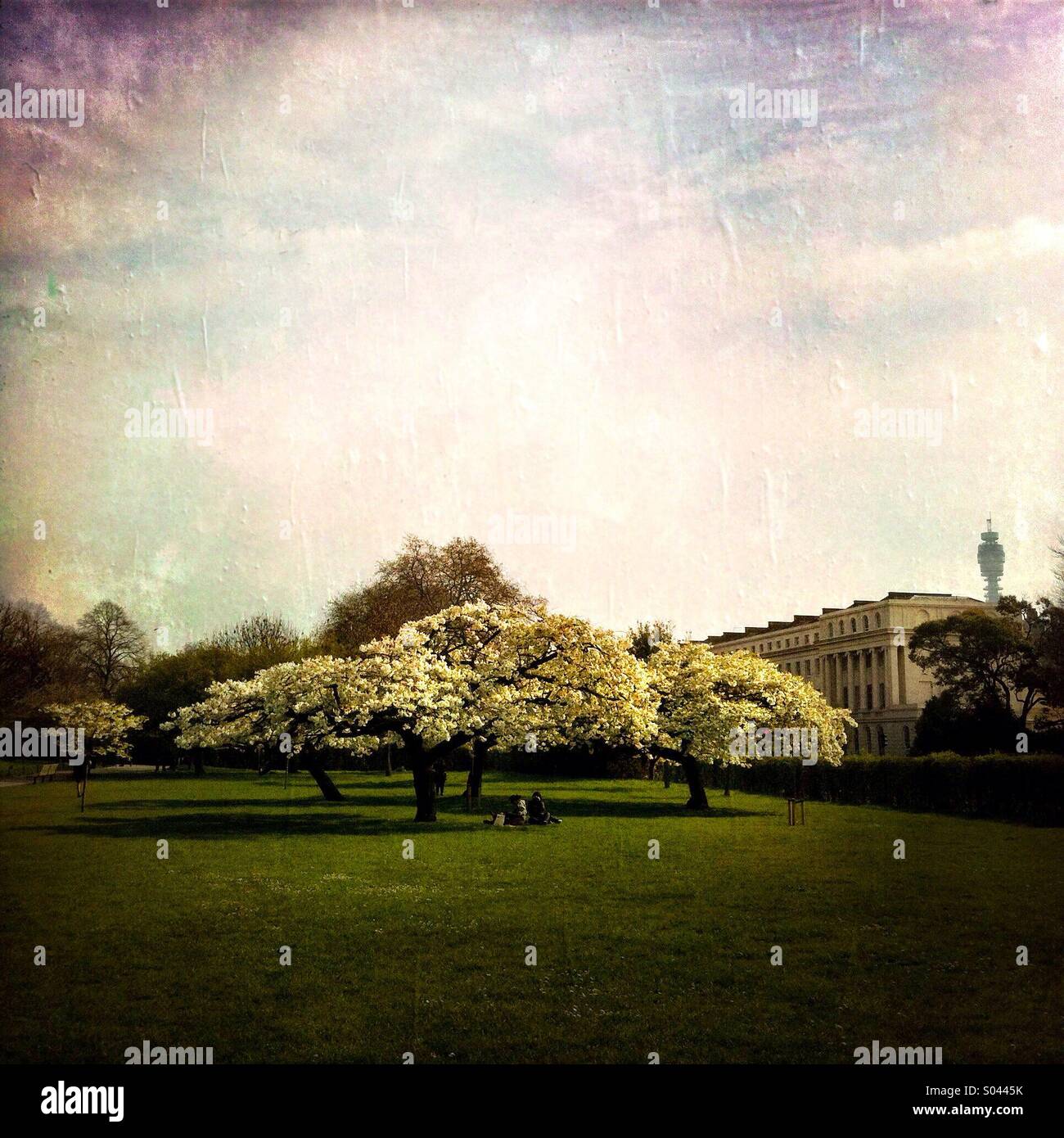 People sitting under trees in Regents park. London England - Smartphone Captured Stock Image
