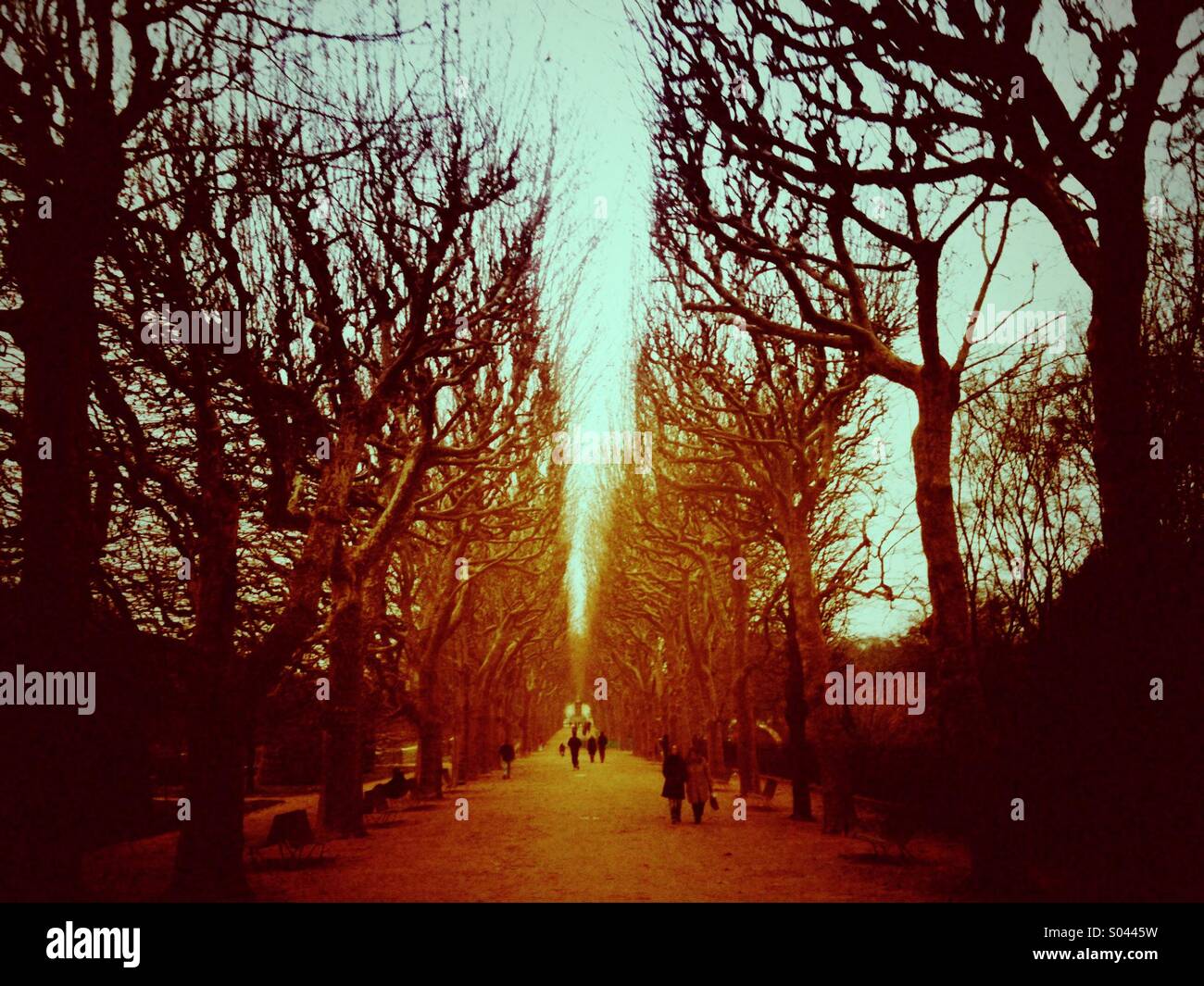 Avenue of trees in the Tuilleries gardens of Paris - Smartphone Captured Stock Image