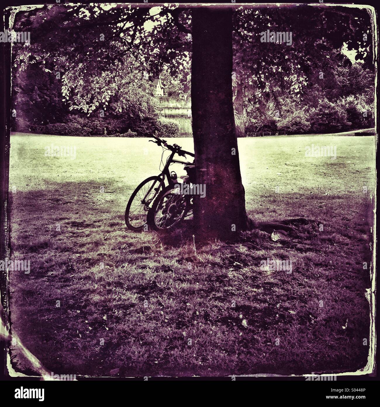 Bikes leaning against a tree - Smartphone Captured Stock Image
