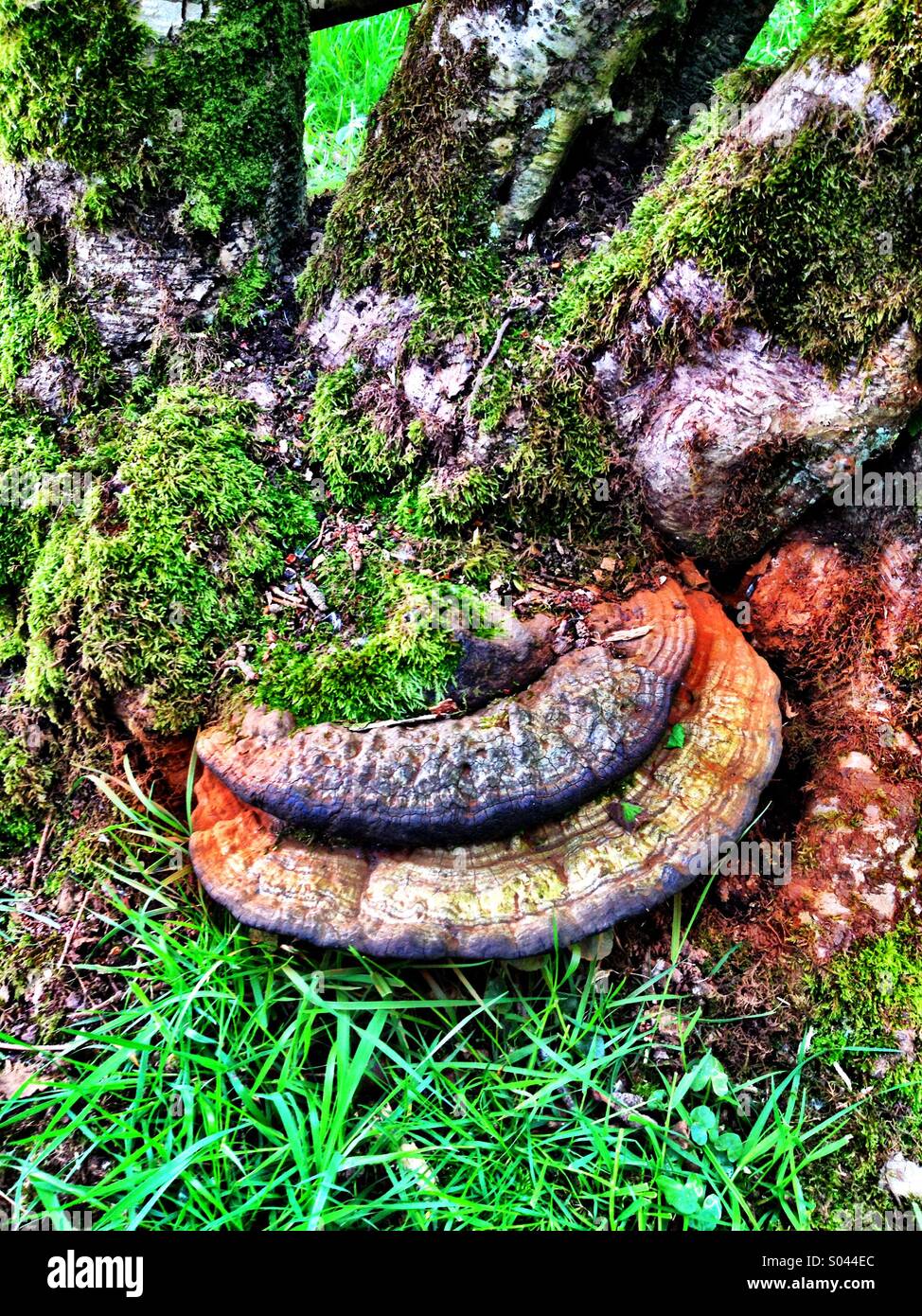 Fungus around tree stump - Smartphone Captured Stock Image