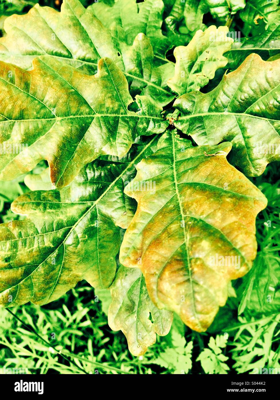 Oak leaf cluster Stock Photo Alamy