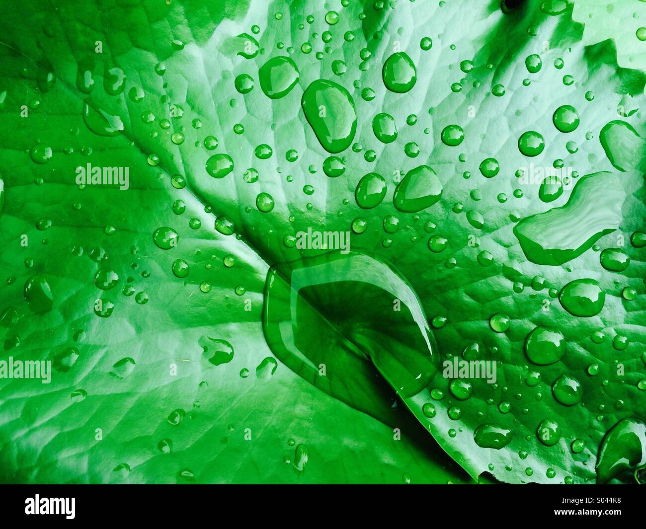 Rain drops on green lotus leaf Stock Photo