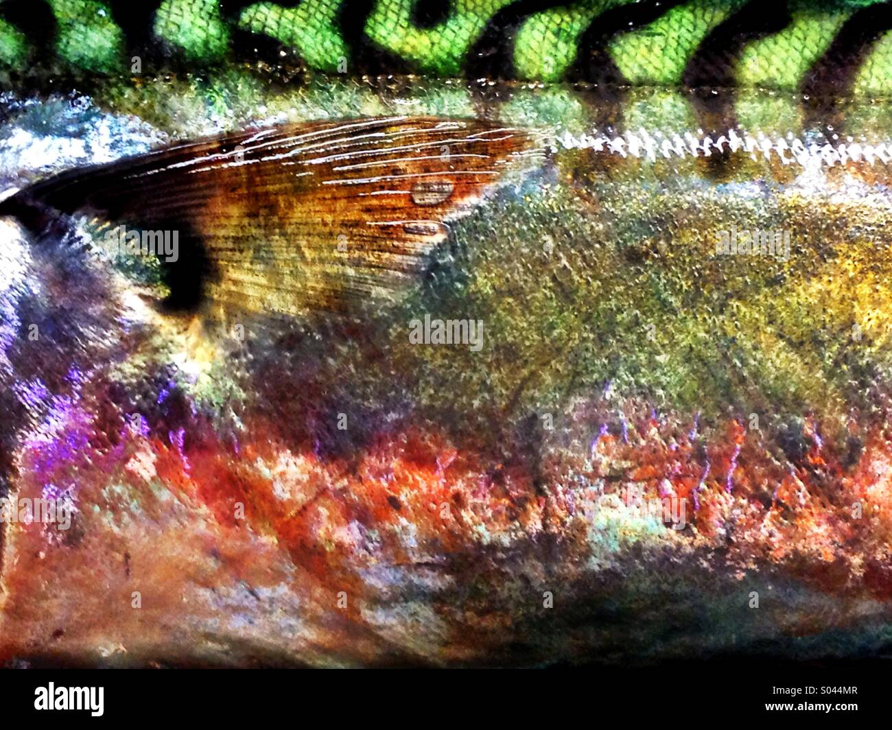 Mackerel colours - Smartphone Captured Stock Image