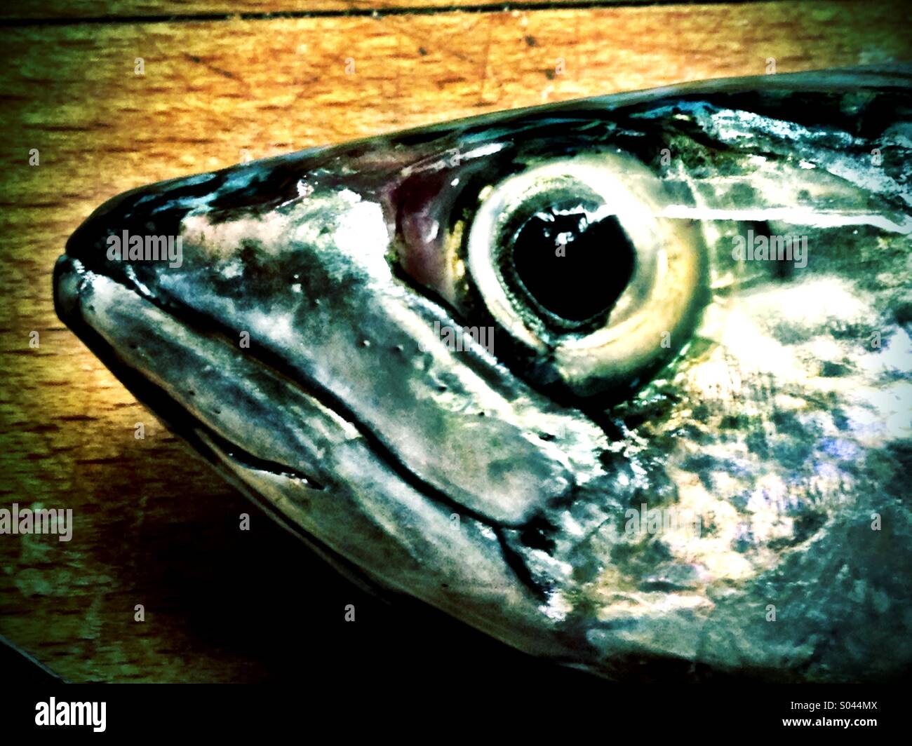 Mackerel eye to eye Stock Photo Alamy