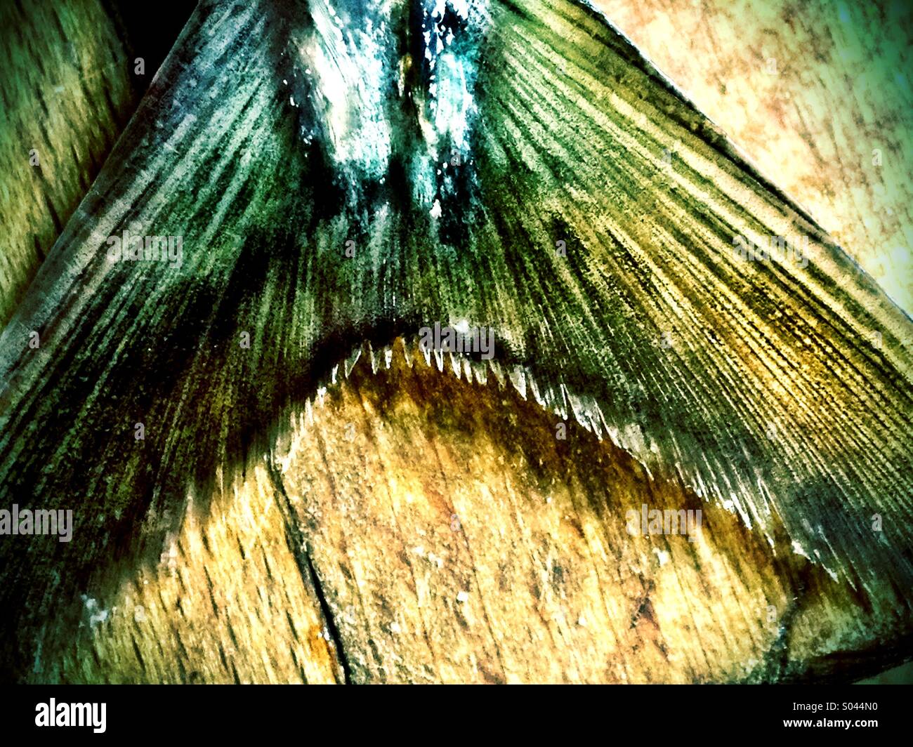 Fishtail - Smartphone Captured Stock Image