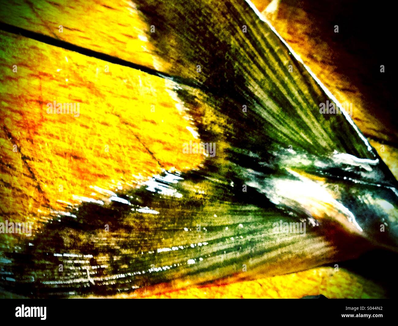 Tail fin - Smartphone Captured Stock Image