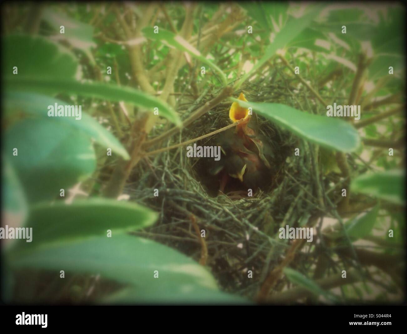 A baby bird, sitting in its nest, ready to feed Stock Photo Alamy