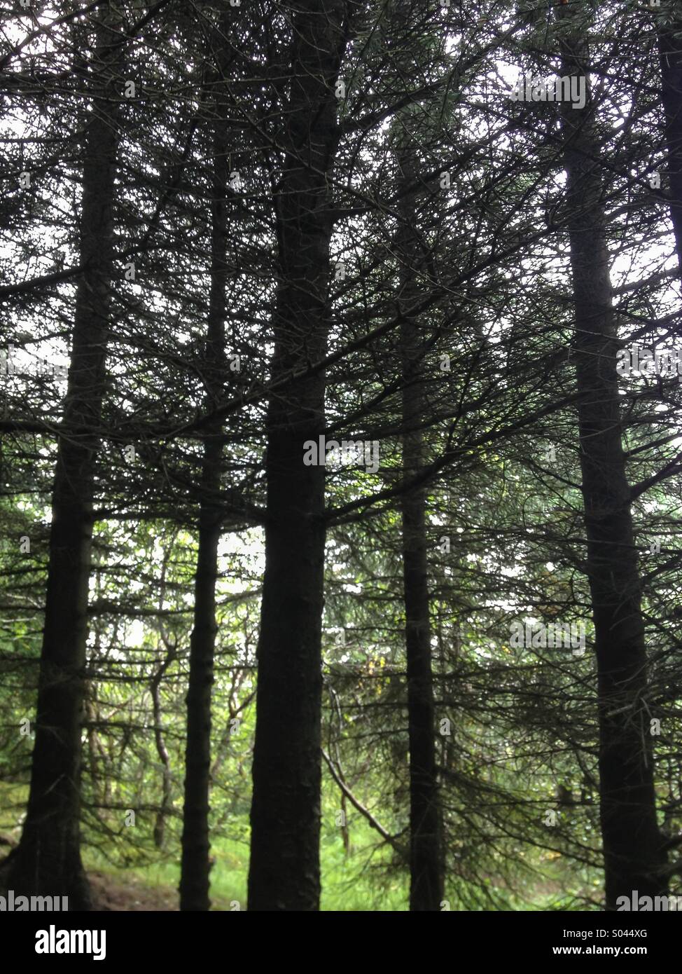 Long Tree in iceland - Smartphone Captured Stock Image