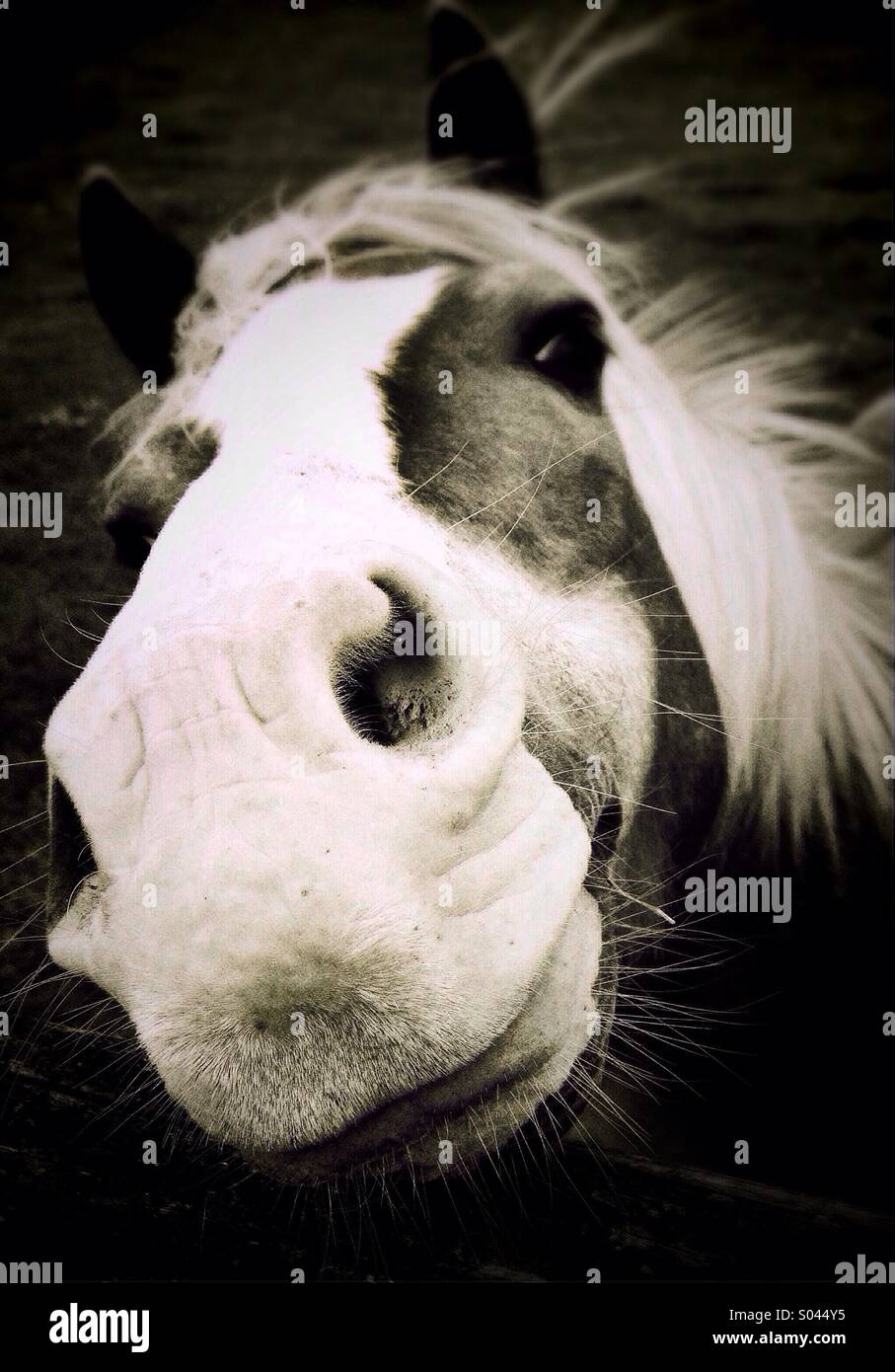 Close up of horse nostrils Stock Photo