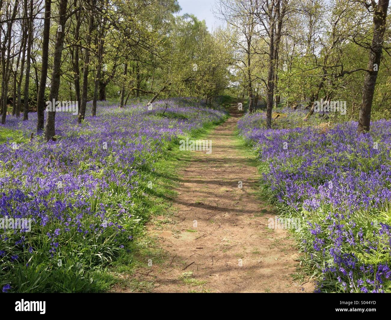 The Pennine Way, as the path approaches Low Force from Middleton-in-Teesdale passes through a carpet of bluebells in Spring. An area of Outstanding Natural Beauty - AONB. Co Durham, England Stock Photo