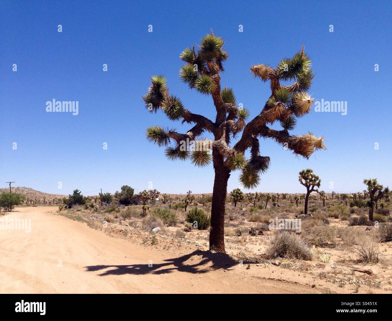 Joshua tree hot day Stock Photo Alamy