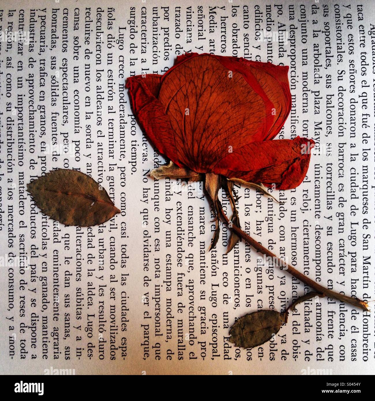 A dry red flower found on a book in Librero en Andanzas, Colonia Roma, Mexico City, Mexico - Smartphone Captured Stock Image