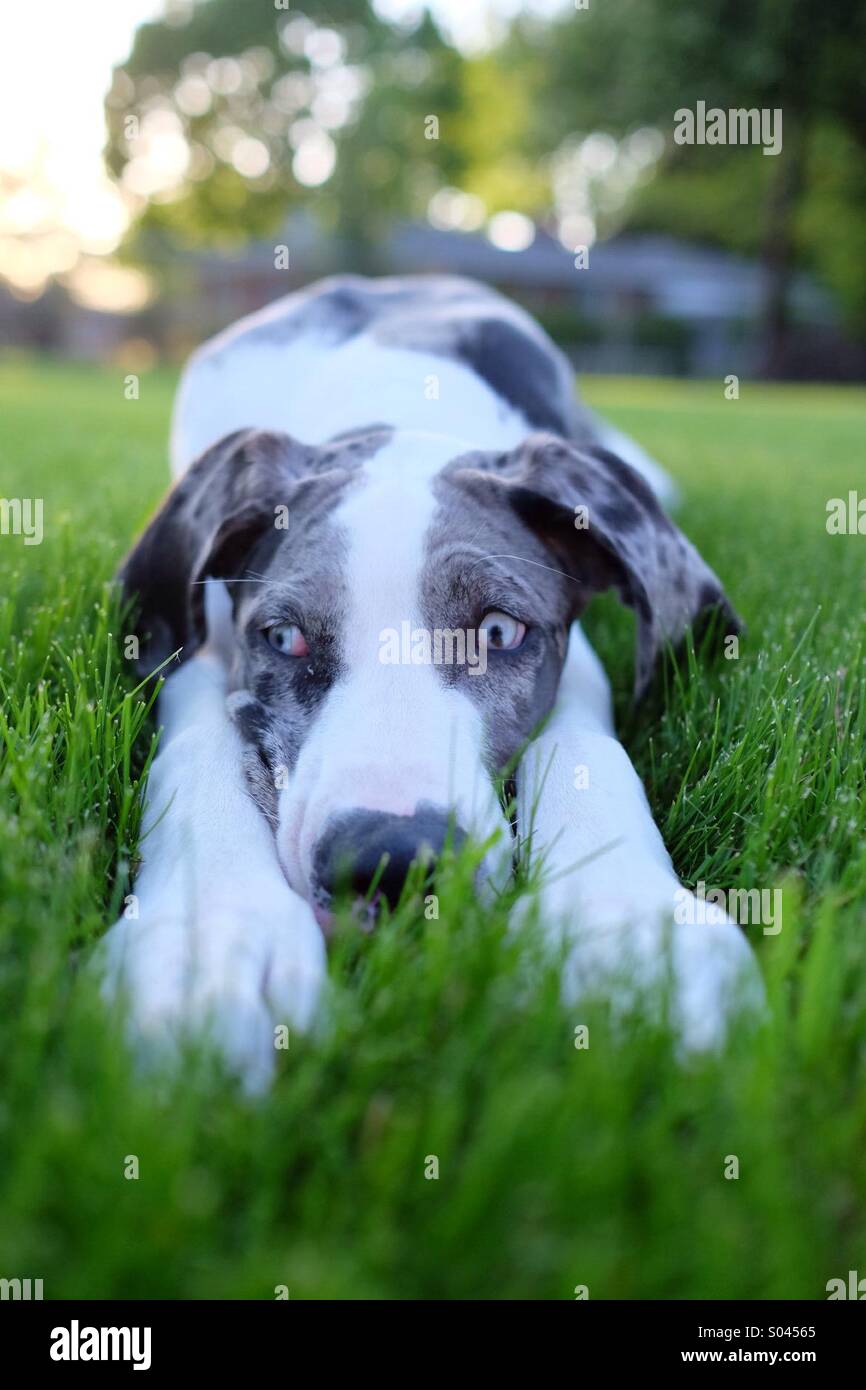 Great Dane with blue eyes, uncropped ears laying down in the grass Stock Photo