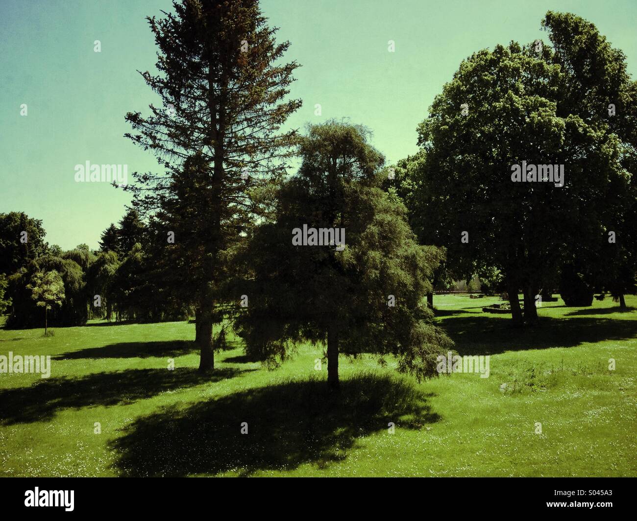 Tree trees grass hi-res stock photography and images - Alamy