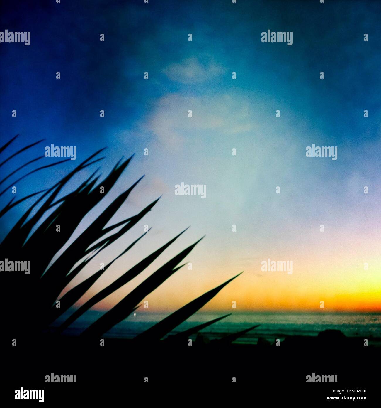 Plant silhouette against a sunset at the beach. Manhattan beach. California USA. - Smartphone Captured Stock Image