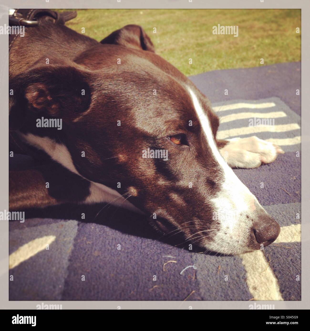 Lurcher paw hires stock photography and images Alamy