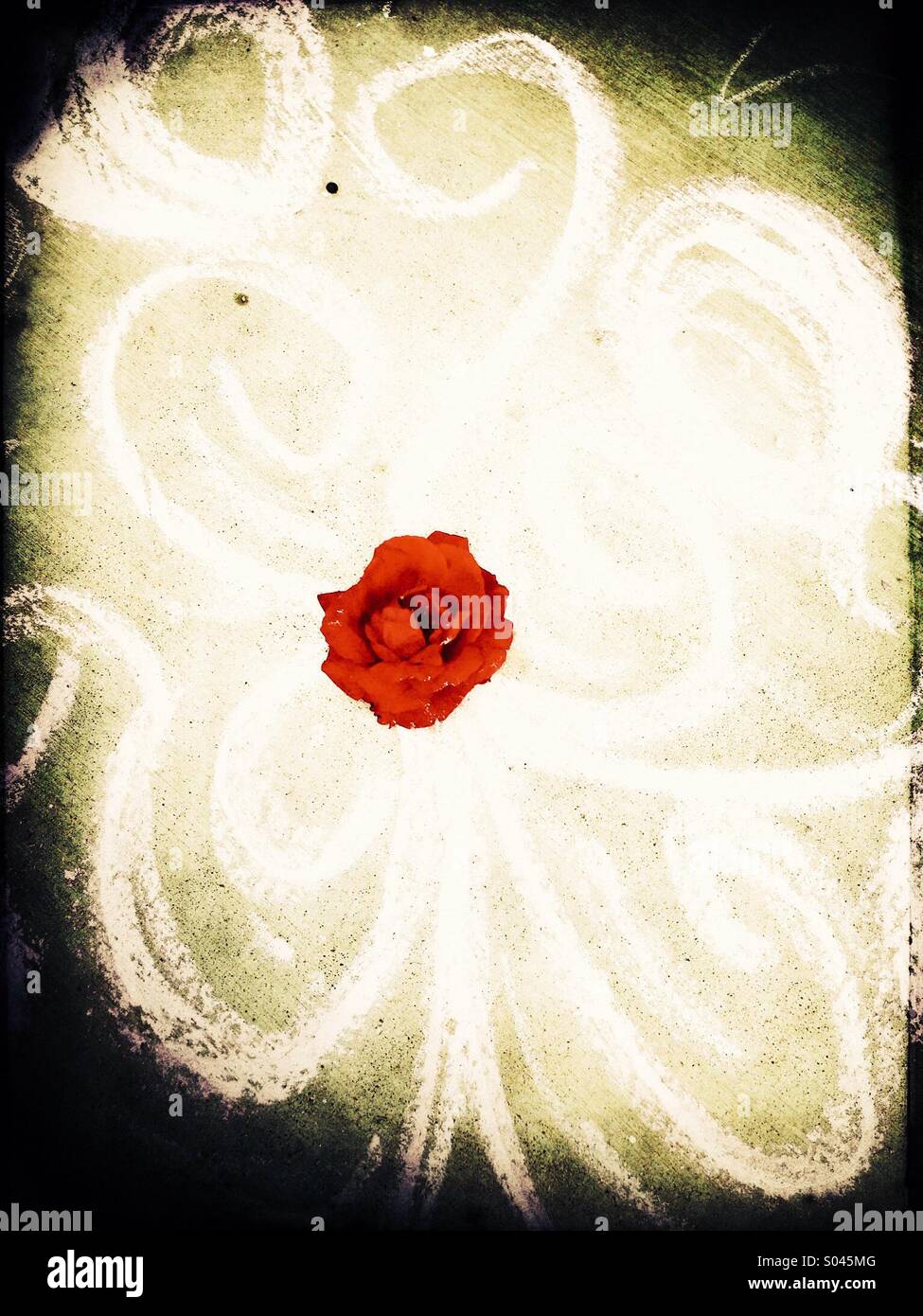 Rose chalk art Stock Photo Alamy