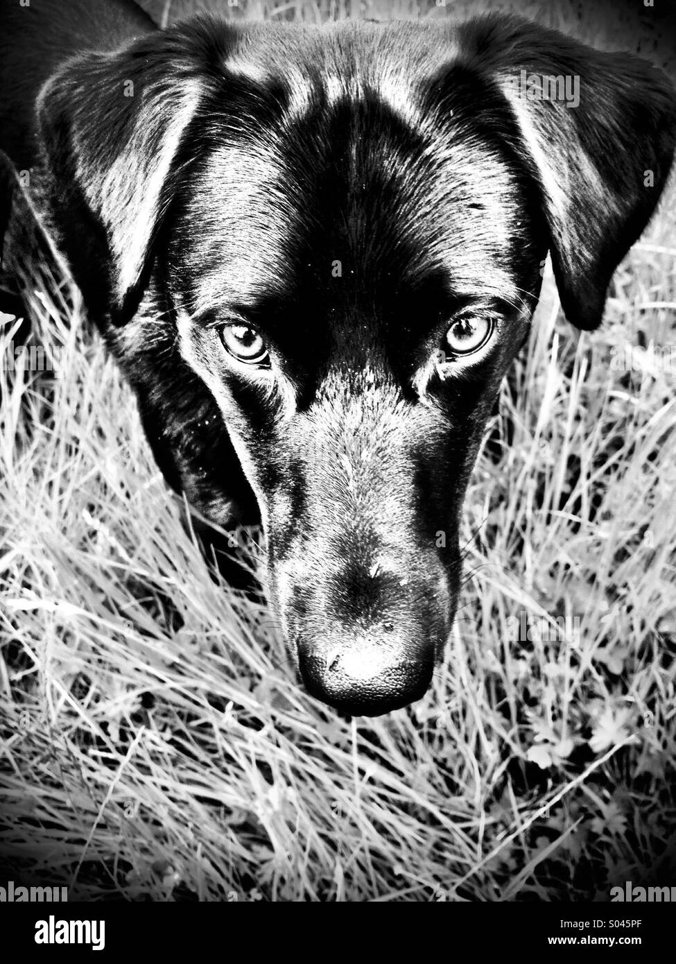 Symmetry and dog - Smartphone Captured Stock Image